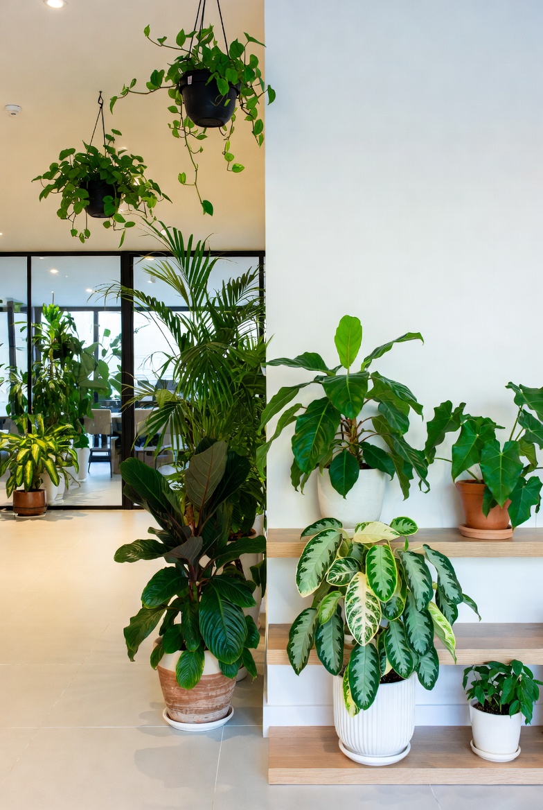 Low wooden shelf with a row of structured plants against a textured wall